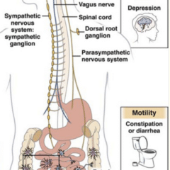 INTESTINO-CERVELLO